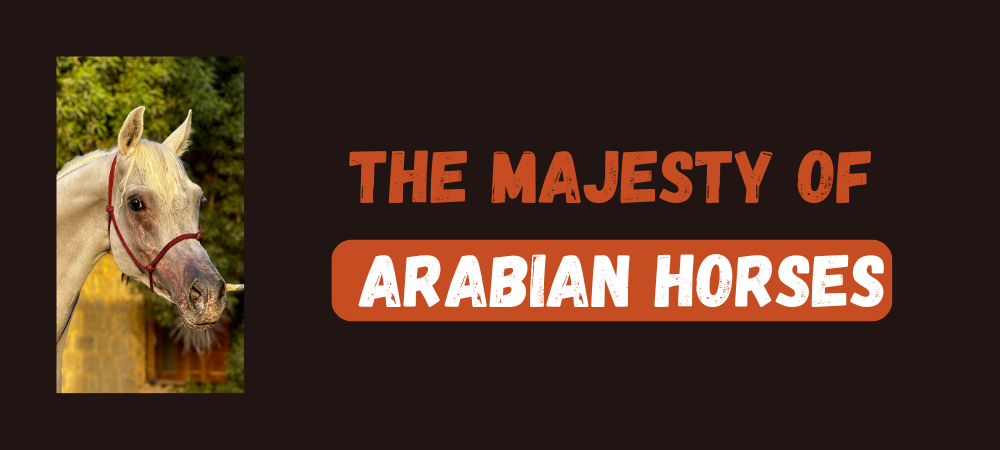 Read more about the article The majesty of Arabian Horses