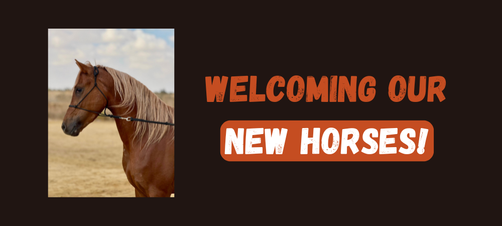 Read more about the article Welcoming our new horses!