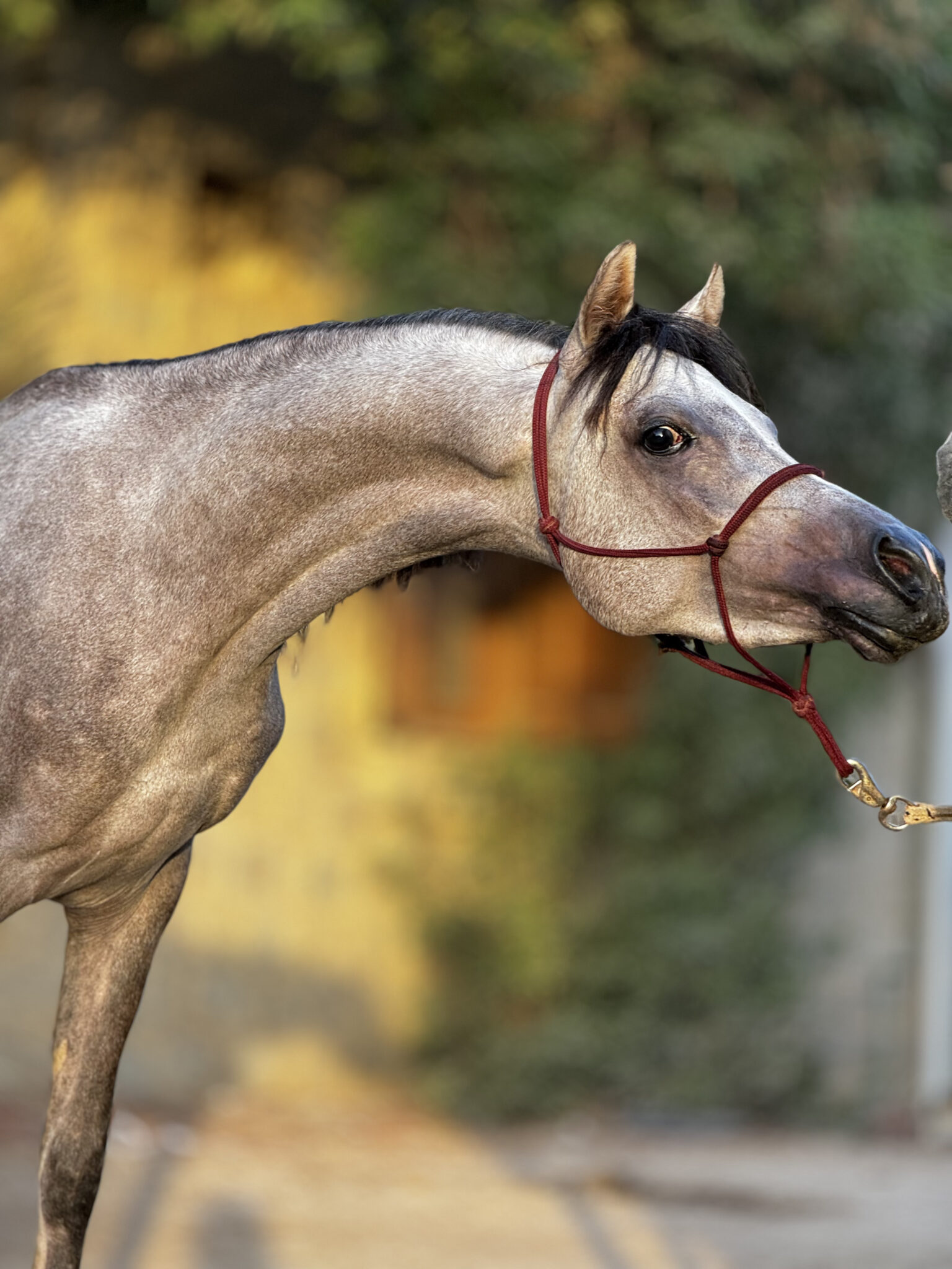 LEARN MORE ABOUT THE ARABIAN HORSE BREED’S HISTORY…